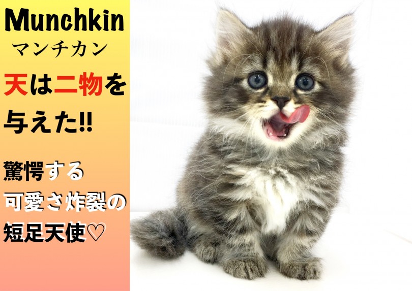 【 マンチカン 】天は二物を与えた!!驚愕する可愛さ炸裂の短足天使!!