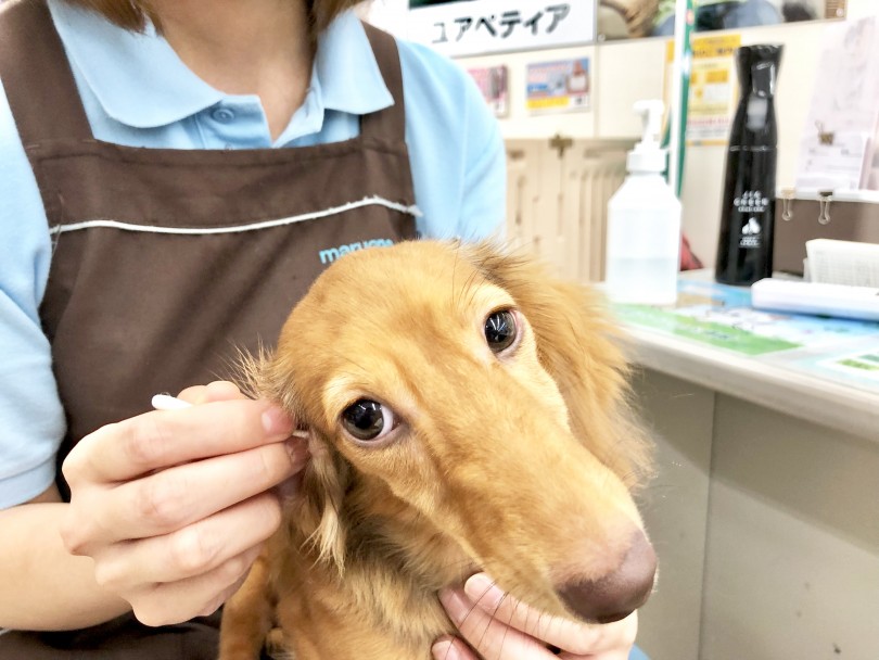 耳掃除にとっても慣れています | ミニチュア・ダックスフント （130107） - 高井戸店