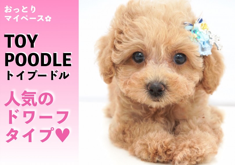 【 トイ・プードル 】人気のドワーフタイプ！マイペースなプーちゃんが登場♥