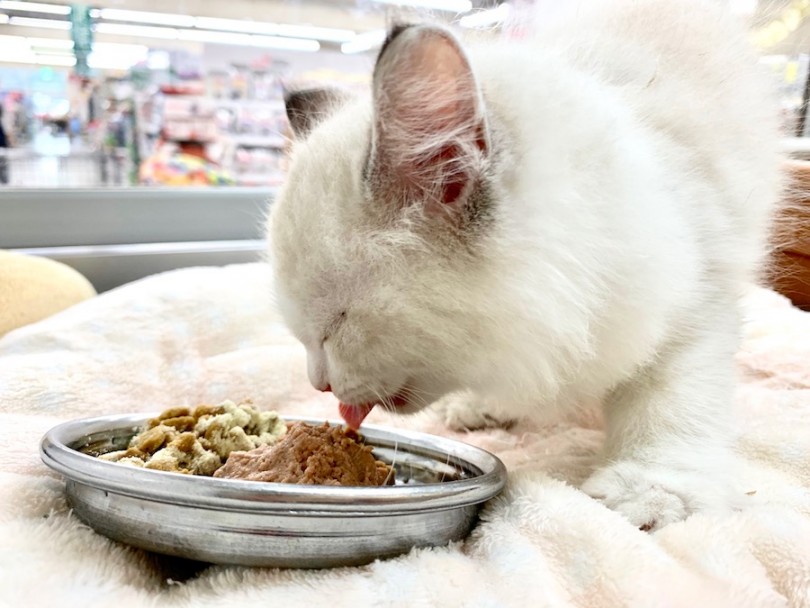 ご飯は目を閉じて味わいます | サイベリアン （814538） - 相模大塚店