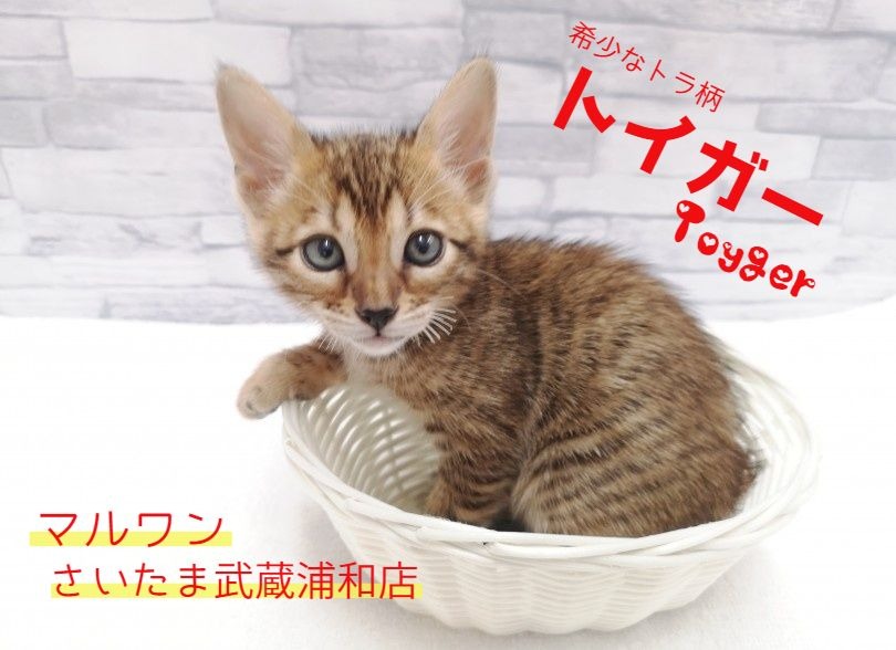 【 トイガー（Toyger) 】超希少にゃんこ！！お家で飼える可愛いトラ！！