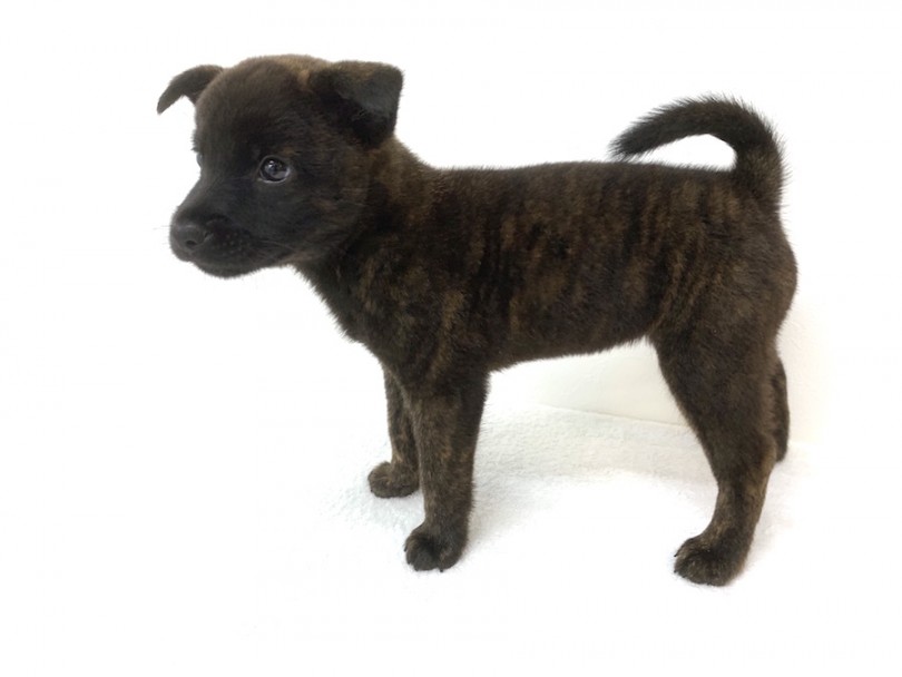 体型は鹿犬型 | 甲斐犬 （140195） - 横浜 元町店