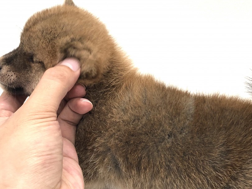 ワンちゃんが嫌がる部分 お耳 | 豆柴 （130140） - 高井戸店