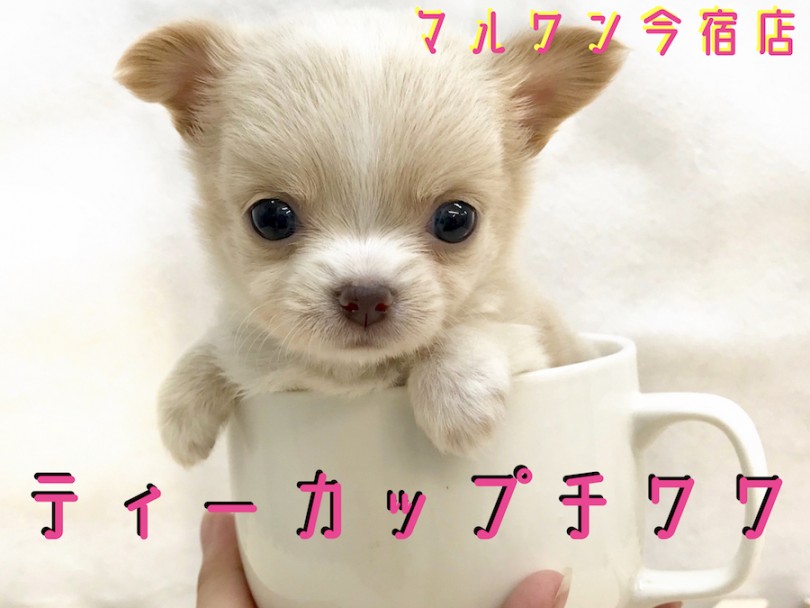 【 チワワ 】ティーカップサイズのおっとりベイビー！専用トレーニングもご紹介！