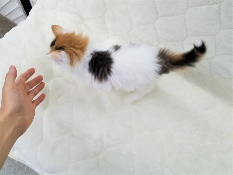 肩の模様も特徴があっておしゃれ | ノルウェージャンフォレストキャット （117210） - 鎌ヶ谷店