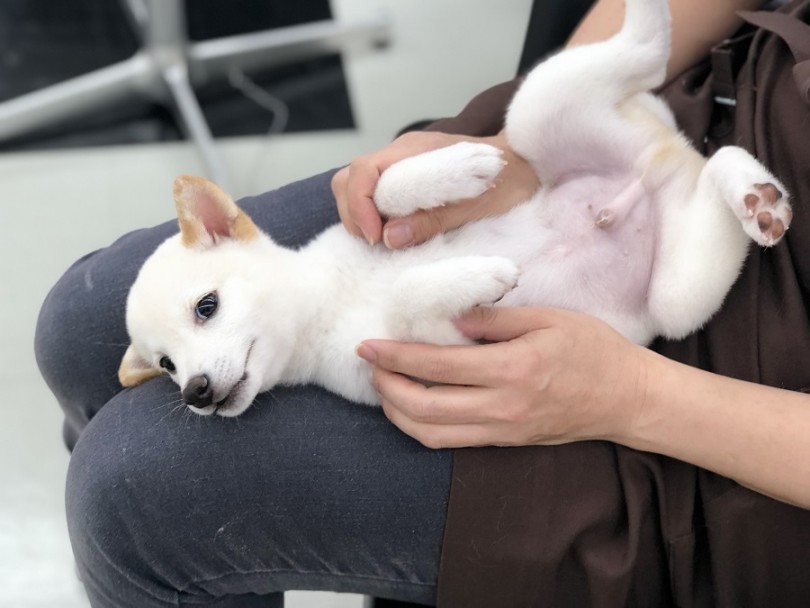 ヘソ天だって出来ちゃう | 柴犬 （311873） - 港北ニュータウン店