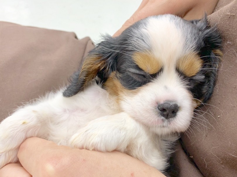 性格は「優しく、穏やか、遊び好き」な飼いやすい室内犬 | キャバリア・キングチャールズ・スパニエル （914482） - 志村坂下店