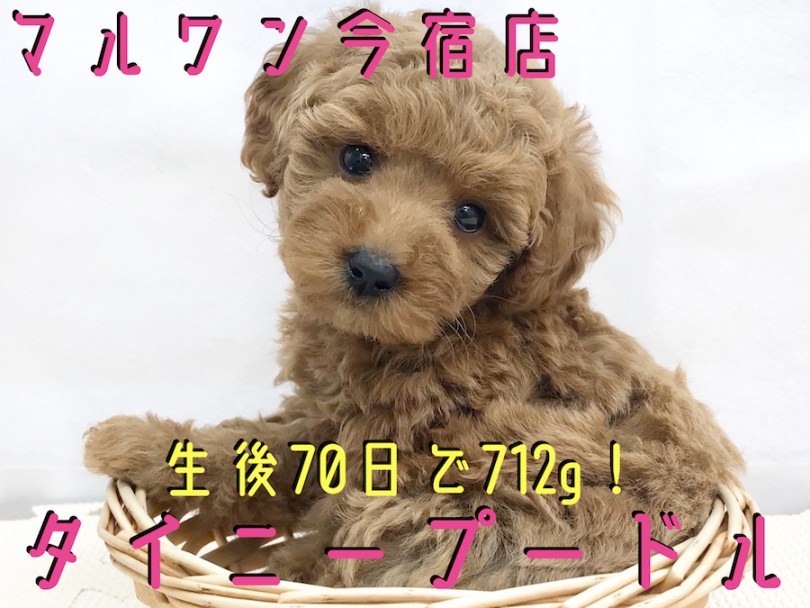 【 トイ・プードル 】濃厚レッドの童顔フェイス！初めての方にオススメな理由も大公開！