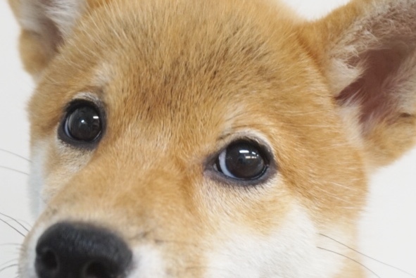 目元はぱっちり | 柴犬 （6130794） - 大倉山店