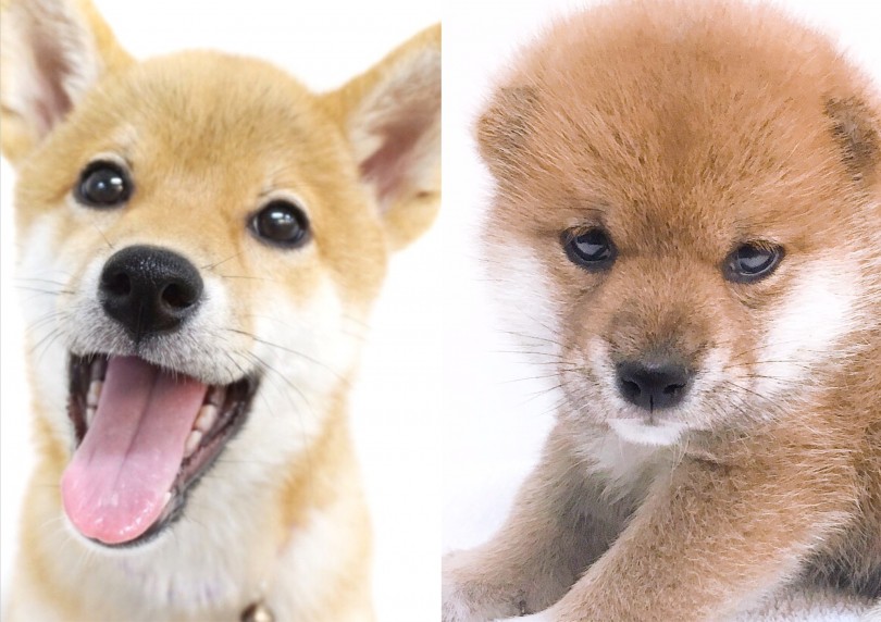 カワウソみたい | 柴犬 （6130794） - 大倉山店