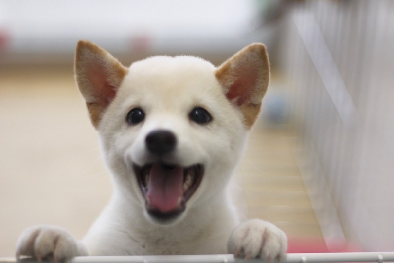 お目々とお鼻の配置バランスが良い | 柴犬 （311873） - 港北ニュータウン店