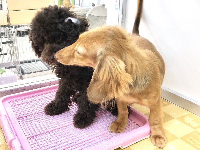 他のワンちゃんとも遊べる順応性の高さ | ミニチュア・ダックスフント （130107） - 高井戸店