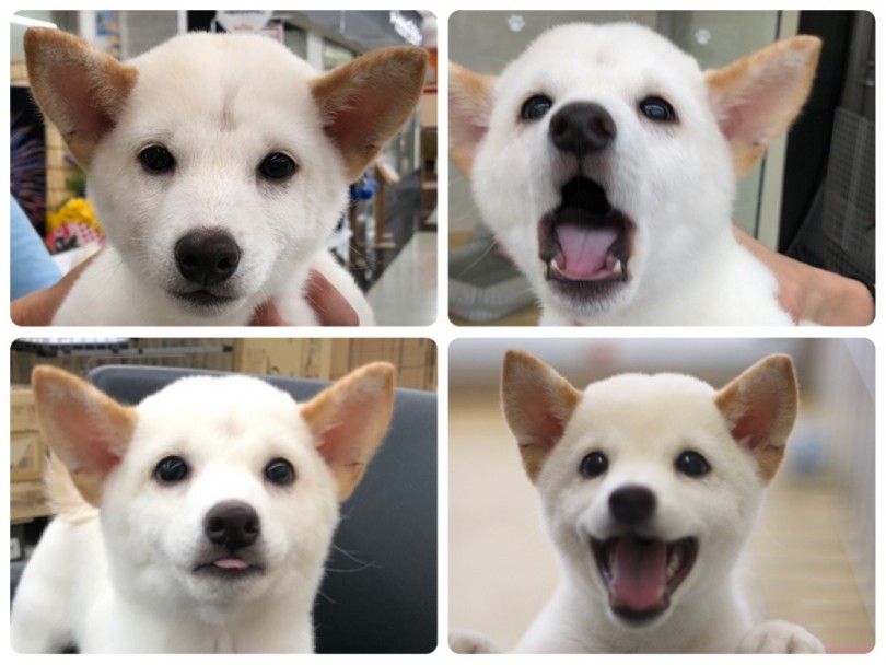 表情は百面相 | 柴犬 （311873） - 港北ニュータウン店