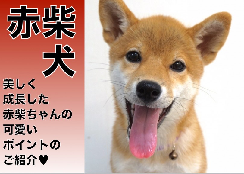 【 柴犬 】美しく成長した赤柴ちゃんの可愛いポイントのご紹介!!