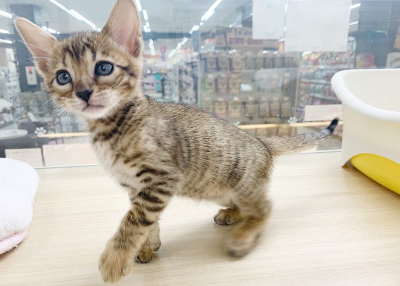 美猫の要素たっぷり | トイガー （412800） - さいたま 武蔵浦和店