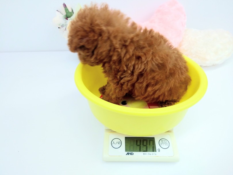 来店時の体重は497gと間違いなしの小さめサイズ | トイ・プードル （914477） - 志村坂下店