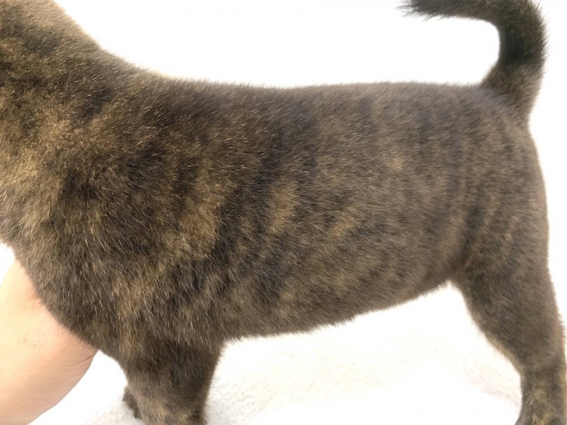野性味あふれる黒虎カラー | 甲斐犬 （140195） - 横浜 元町店