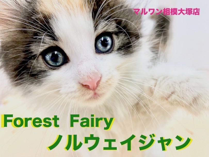 【 ノルウェージャンフォレストキャット 】森の妖精はちょっとイタズラが好き？