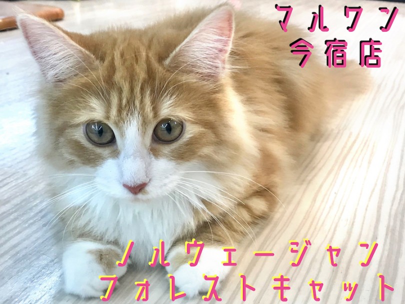 【 ノルウェージャン 】留守番上手なお姉さんタイプ！お手入れクイズは必見です！