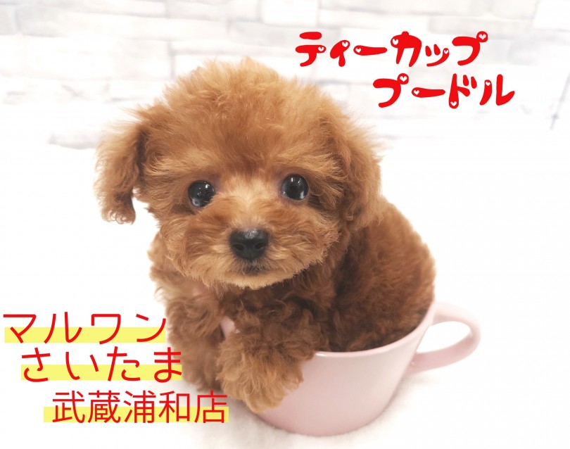 【 ティーカッププードル 】最小クラスのサイズ感！生後50日で驚異の368g！