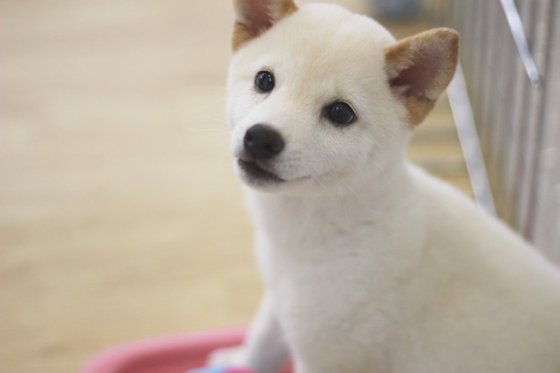 古き時代から愛されている日本犬 | 柴犬 （311873） - 港北ニュータウン店