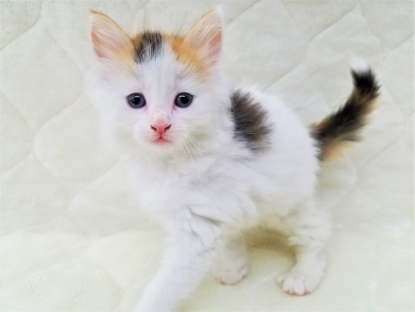 お伝えしきれないほどの魅力を秘めています | ノルウェージャンフォレストキャット （117210） - 鎌ヶ谷店