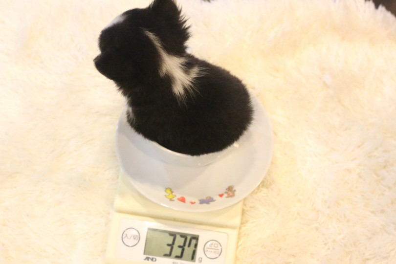 生後60日にて体重が驚異の337g | 極小チワワ （11636） - 横浜 白楽店