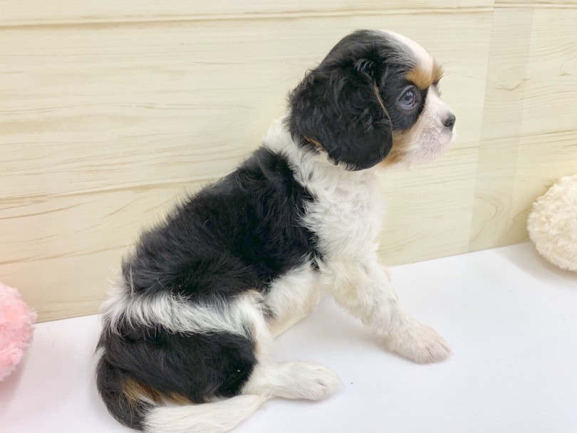 完璧な配色バランスの美犬！ | キャバリア・キングチャールズ・スパニエル （914482） - 志村坂下店
