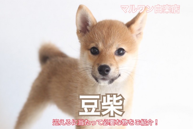 【 KC公認豆柴 】素直な性格が魅力！生活スタートキットもご紹介！