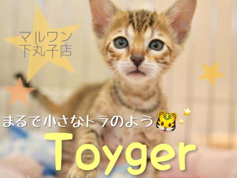 【 トイガー 】小さいトラをお家で飼ってみませんか？