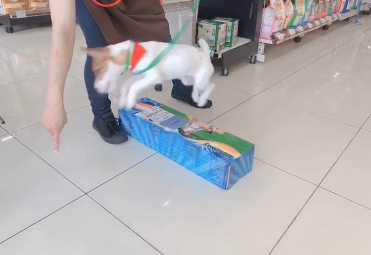 アジリティに挑戦!!ハードル飛び!! | ジャックラッセルテリア （6130786） - 大倉山店