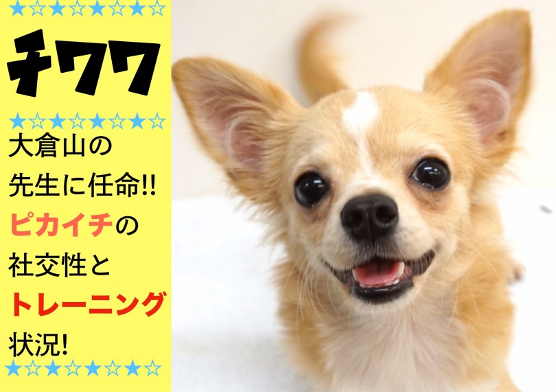 【 優秀チワワ 】大倉山の先生に任命!!ピカイチの社交性とトレーニング状況!
