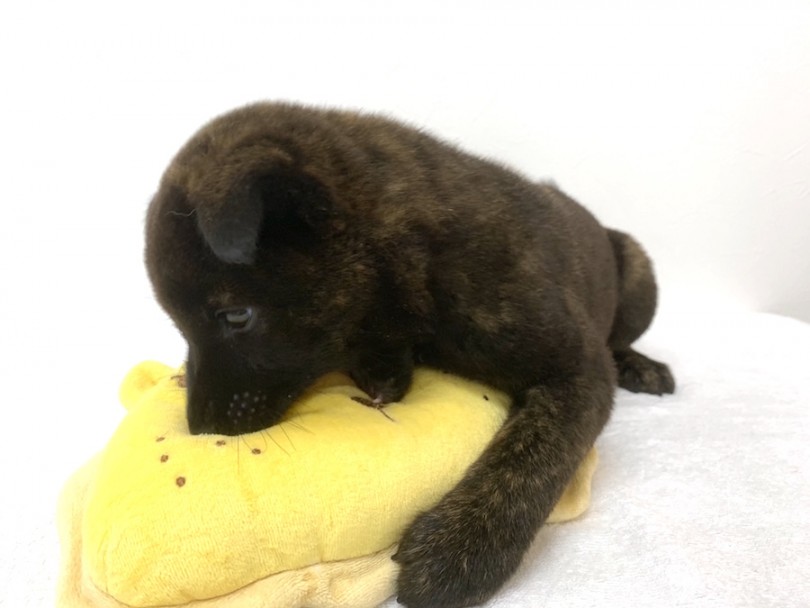 寄り添っているのが安心、もう離れません | 甲斐犬 （140195） - 横浜 元町店