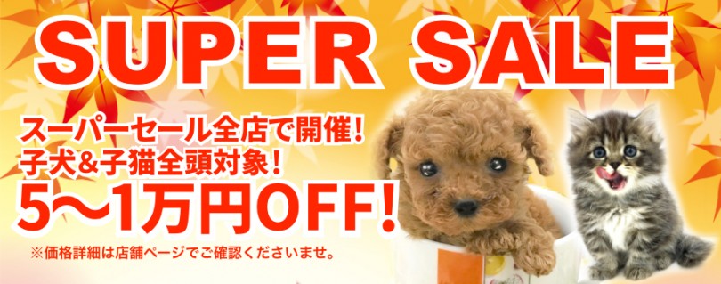 【 期間限定スーパーセール 】全店・全頭対象5~1万円プライスダウン！