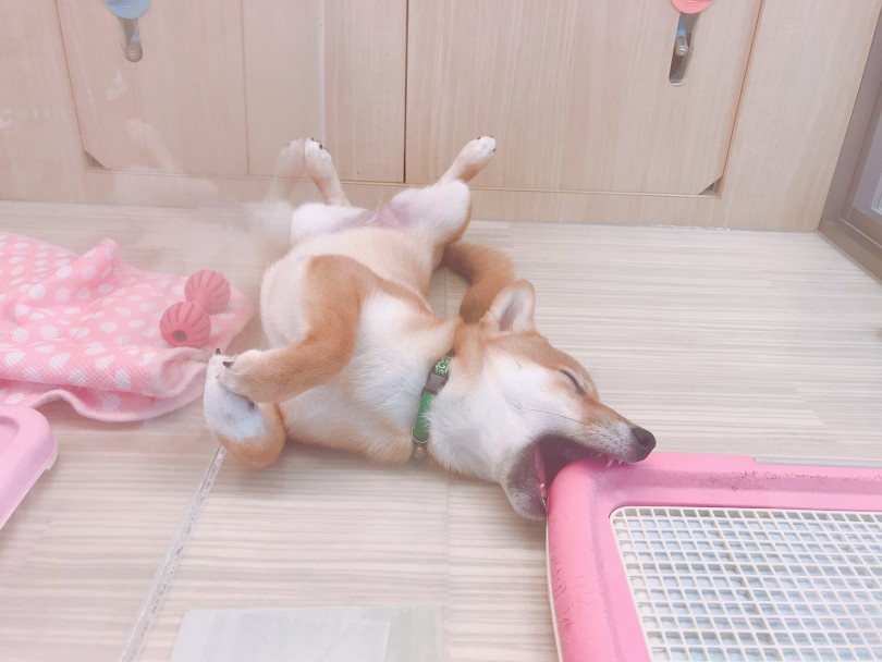 寝相が独特 | 柴犬 （6130794） - 大倉山店