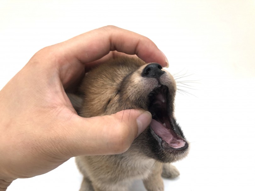 ワンちゃんが嫌がる部分 口内 | 豆柴 （130140） - 高井戸店