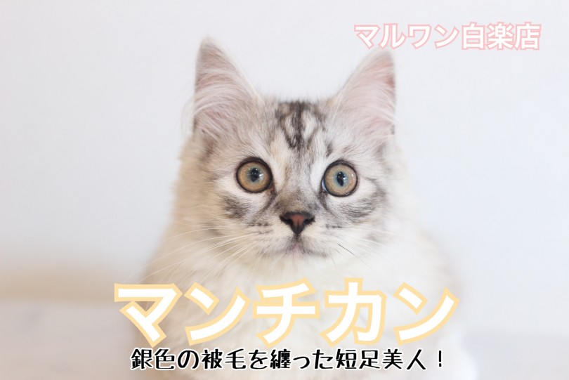 【 マンチカン 】銀色の被毛を纏った短足美人！穏やかな性格の理由をご紹介！