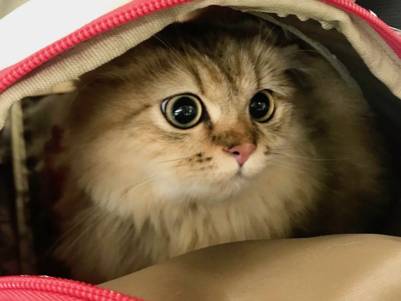 ペルシャちゃんをお家にお迎えした当店卒業生のママ、パパ | ペルシャ （120194） - 今宿店