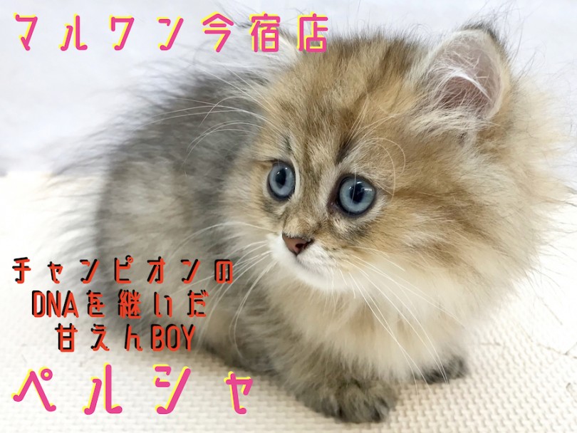 【 ペルシャ 】パパはACCチャンピオン！温厚イケにゃん登場！ユーザーコラムも！