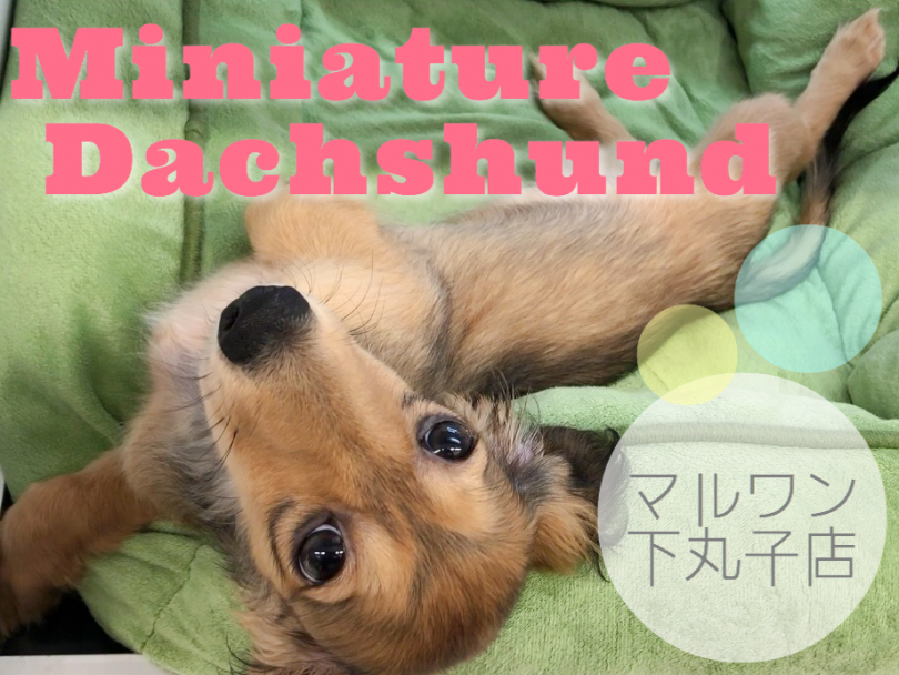 【 ミニチュア・ダックスフント 】あざといけど可愛いっ！甘えん坊ダックスちゃん！