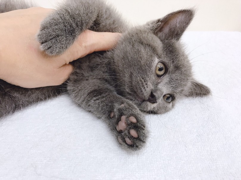 驚きの環境慣れワンちゃんみたいなネコちゃん | ブリティッシュショートヘア （713648） - 鶴見店