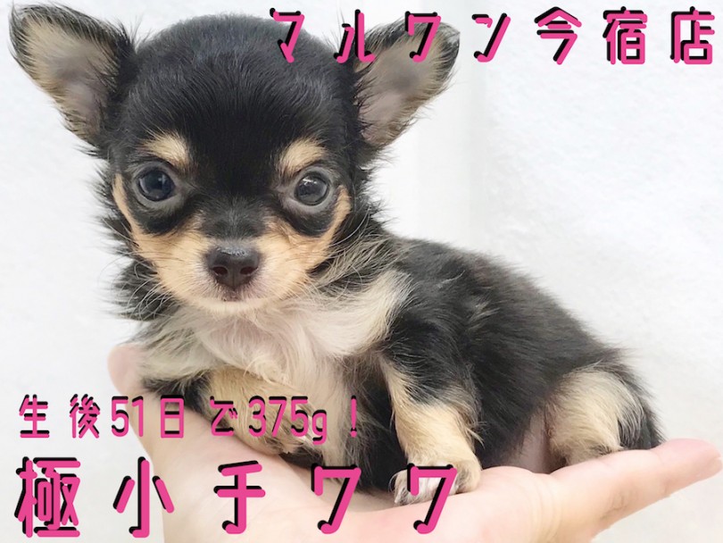 【 極小 チワワ 】生後51日で375g！ティーカップチワワが今宿店に降臨！
