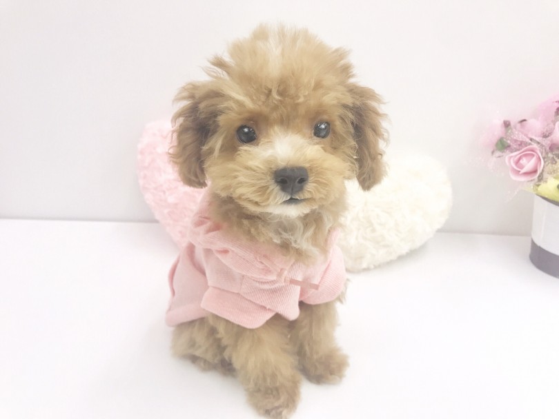 ピンク・・可愛すぎませんか！？ | MIX犬 （914479） - 志村坂下店