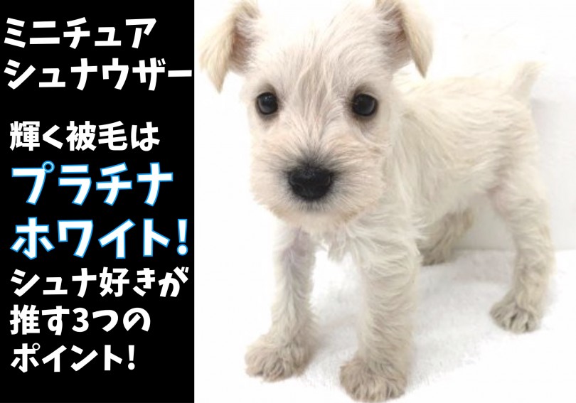 【 ホワイト シュナウザー 】極上のプラチナホワイトを3つのポイントでご紹介!