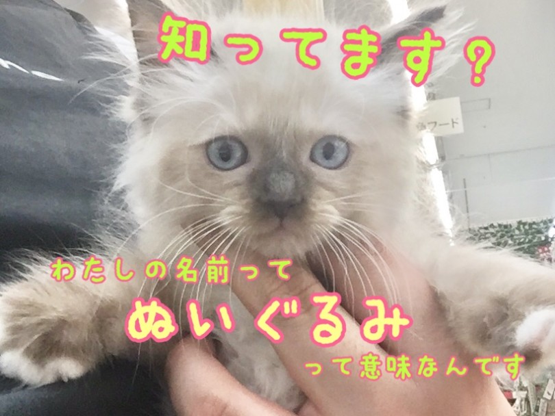 【 ラグドール 】究極の膝乗りぬいぐるみ猫現る！