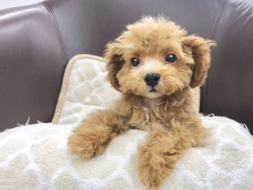 愛くるしさ200％のマルプー君 | MIX犬 （914479） - 志村坂下店