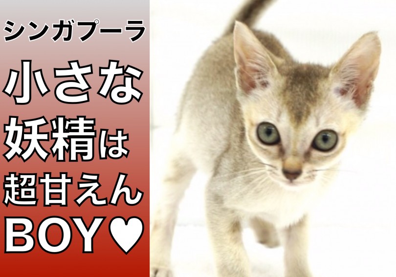 【 シンガプーラ 】小さな妖精は超甘えんBOY!!最小猫種がやってきた!!