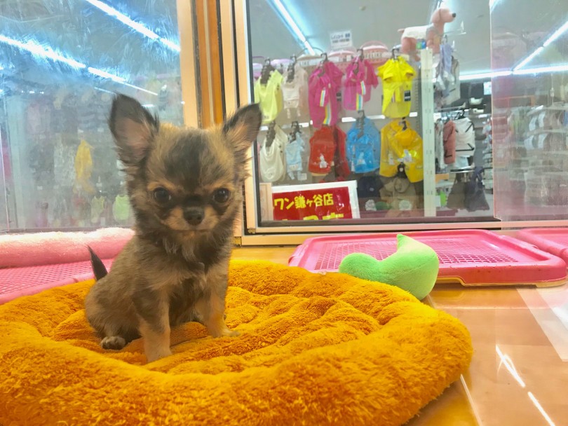 小さいけど元気いっぱい甘えん坊チワワちゃん | チワワ （117213） - 鎌ヶ谷店