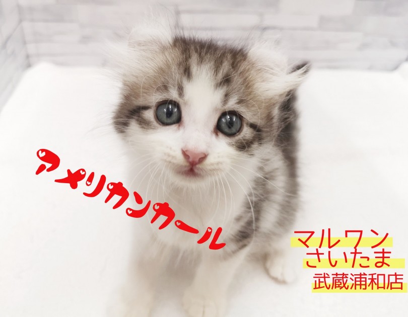 【 アメリカンカール 】お耳がキュート！それにつけても子猫はカール！！