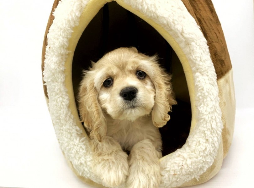 飼いやすい穏やかな性格 | アメリカンコッカースパニエル （914484） - 志村坂下店